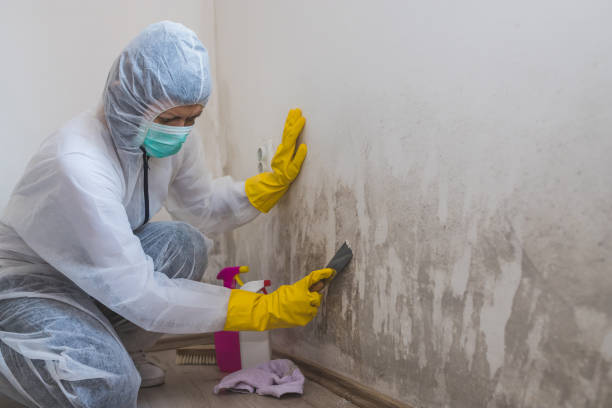 Best Industrial Mold Remediation in Cross City, FL