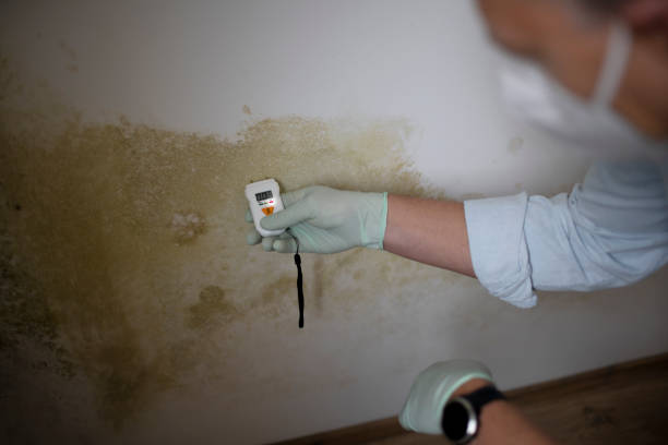 Best Mold Testing and Inspection Services in Cross City, FL