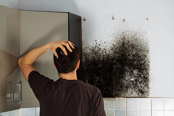 Best Crawl Space Mold Remediation in Cross City, FL