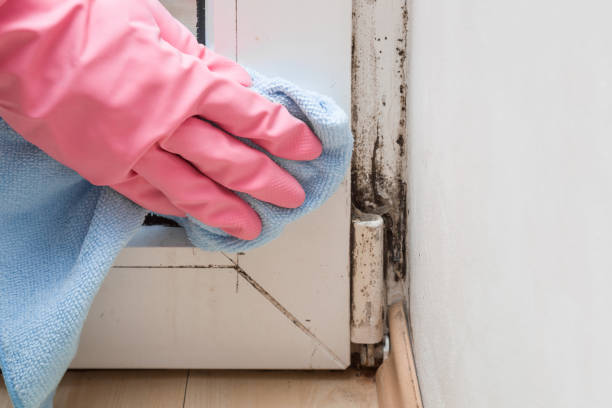 Best Attic Mold Remediation in Cross City, FL